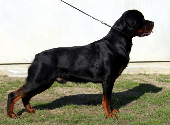 Zeus 7 months stand.